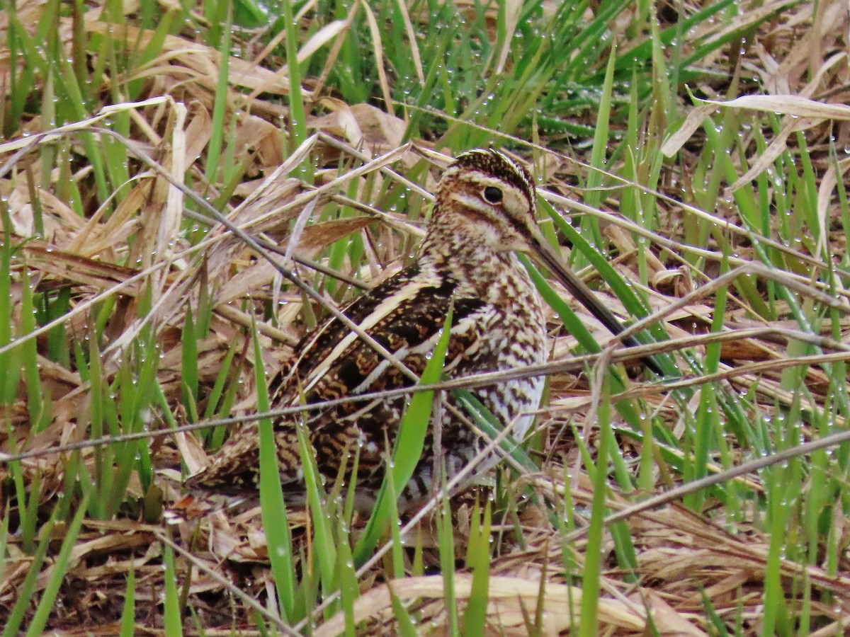 Wilson's Snipe - Craig Johnson