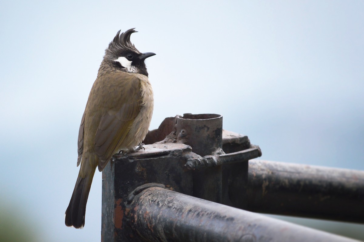 Bulbul Cariblanco - ML436447811