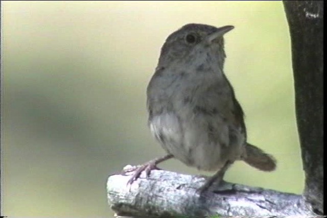 House Wren (Northern) - ML436448