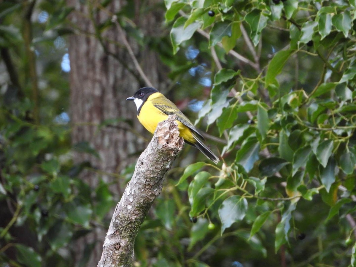 Golden Whistler (Eastern) - ML436449581