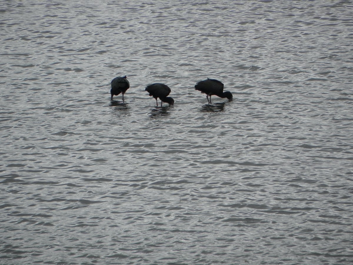 White-faced Ibis - ML436450131