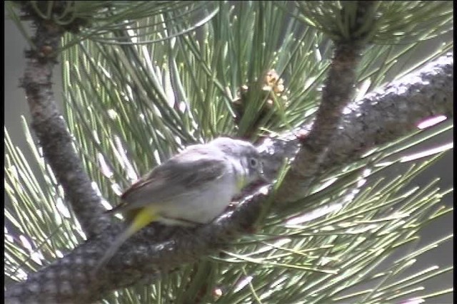 Virginia's Warbler - ML436451