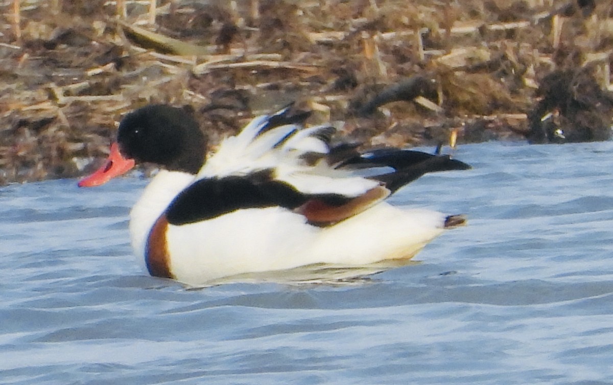 Common Shelduck - ML436452011