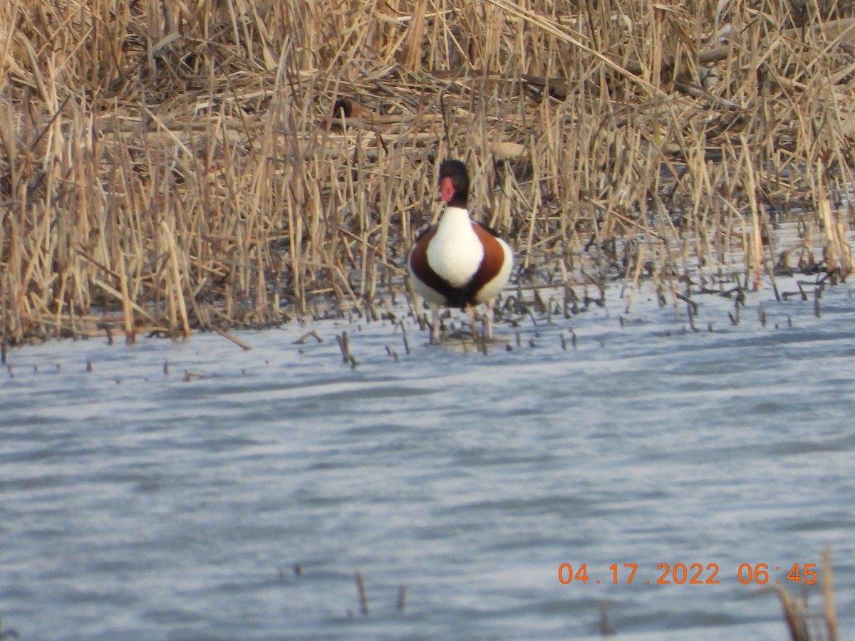 Common Shelduck - ML436452021