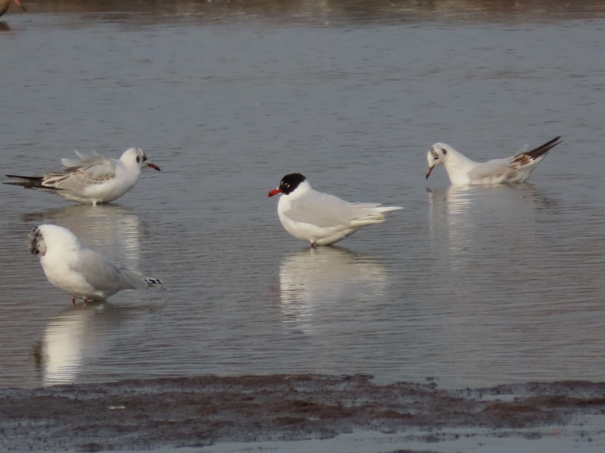 Mediterranean Gull - ML436453981