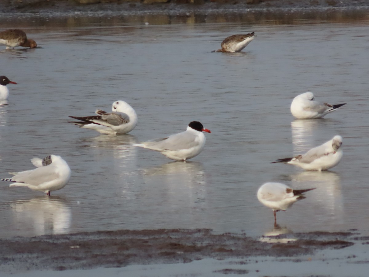 Mediterranean Gull - ML436454001