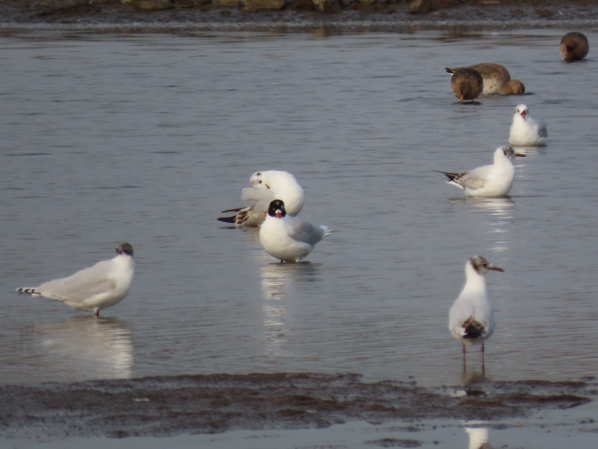 Mediterranean Gull - ML436454021