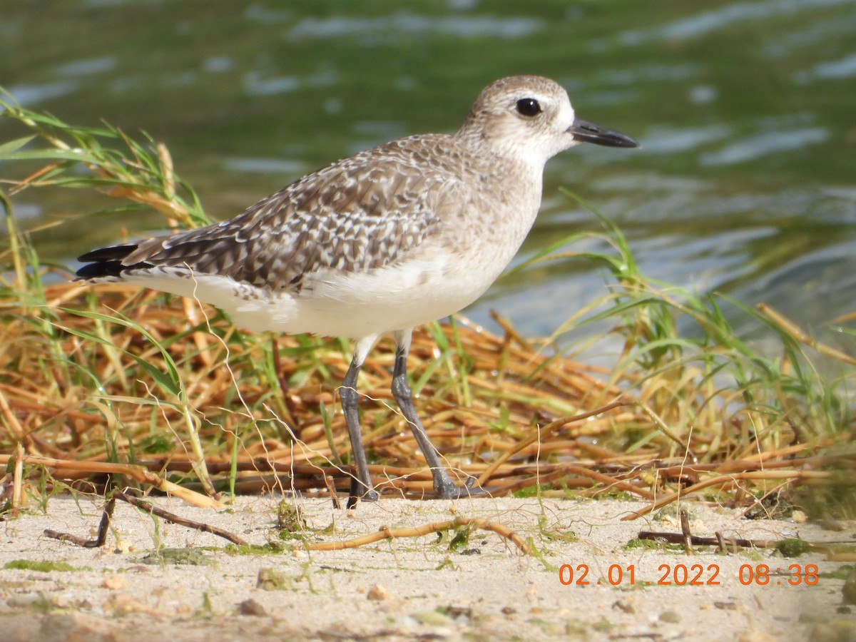 Black-bellied Plover - Shadia Constantine