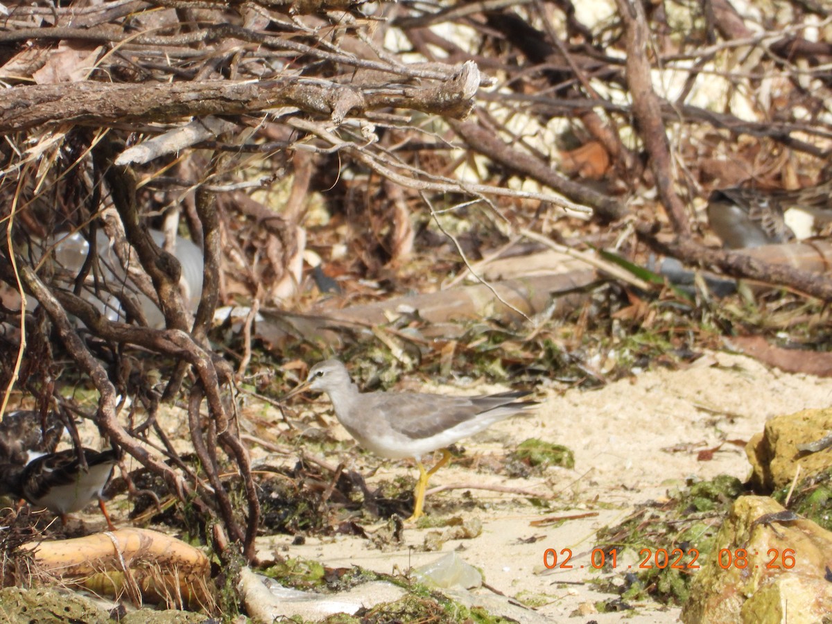 Gray-tailed Tattler - Shadia Constantine