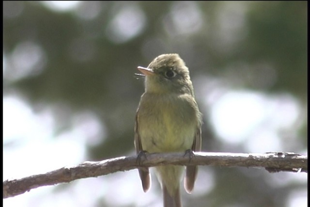 Western Flycatcher (Cordilleran) - ML436455