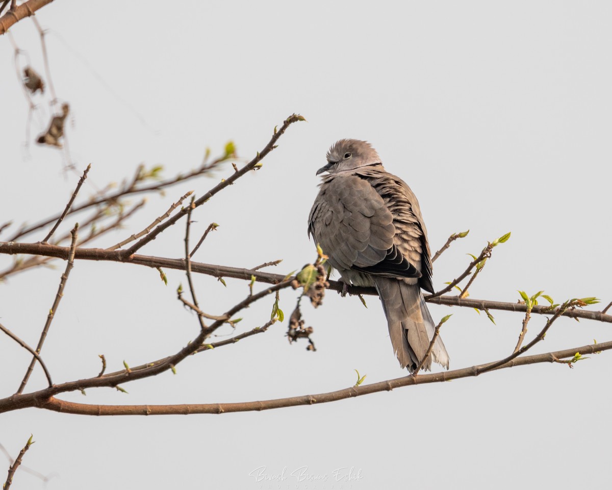 Eurasian Collared-Dove - Bivash Biswas