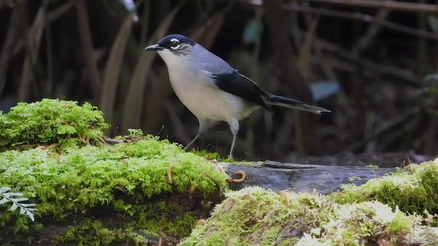 Black-headed Sibia - ML436457261