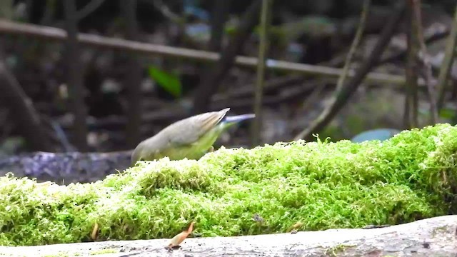 Siberian Blue Robin - ML436457411