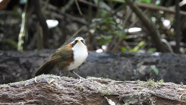 White-browed Scimitar-Babbler - ML436457501