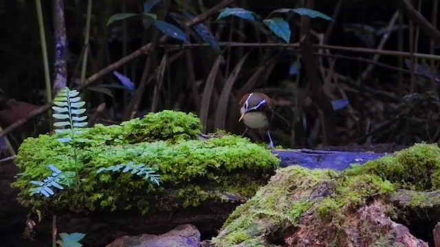 White-browed Scimitar-Babbler - ML436457551