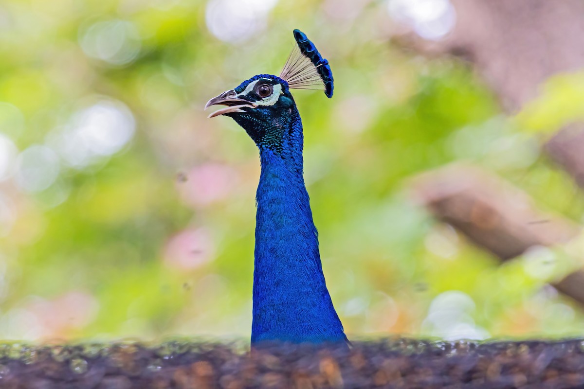 Indian Peafowl - ML436458671