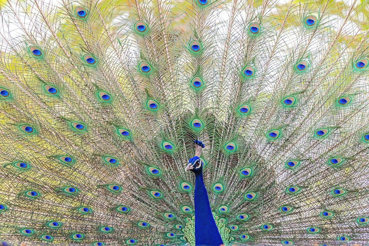 Indian Peafowl - ML436458721