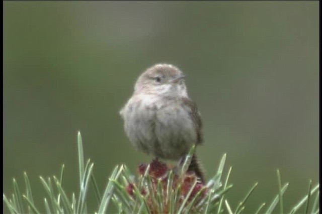 House Wren (Northern) - ML436459