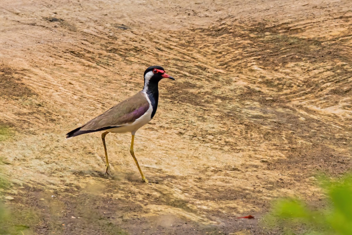 Red-wattled Lapwing - Nitin Nair