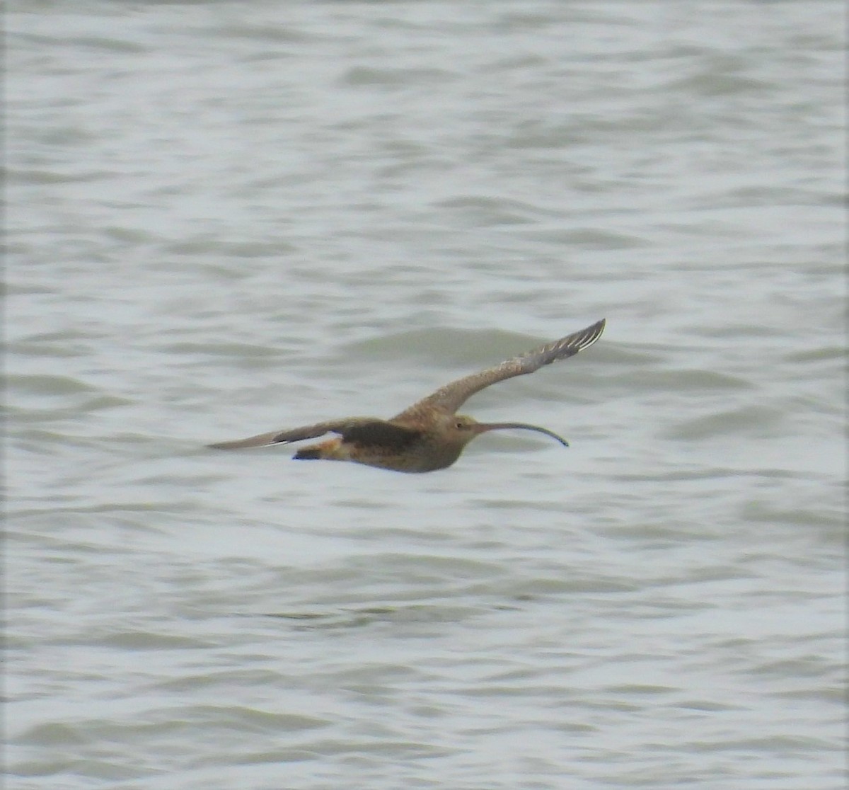 Far Eastern Curlew - ML436460251