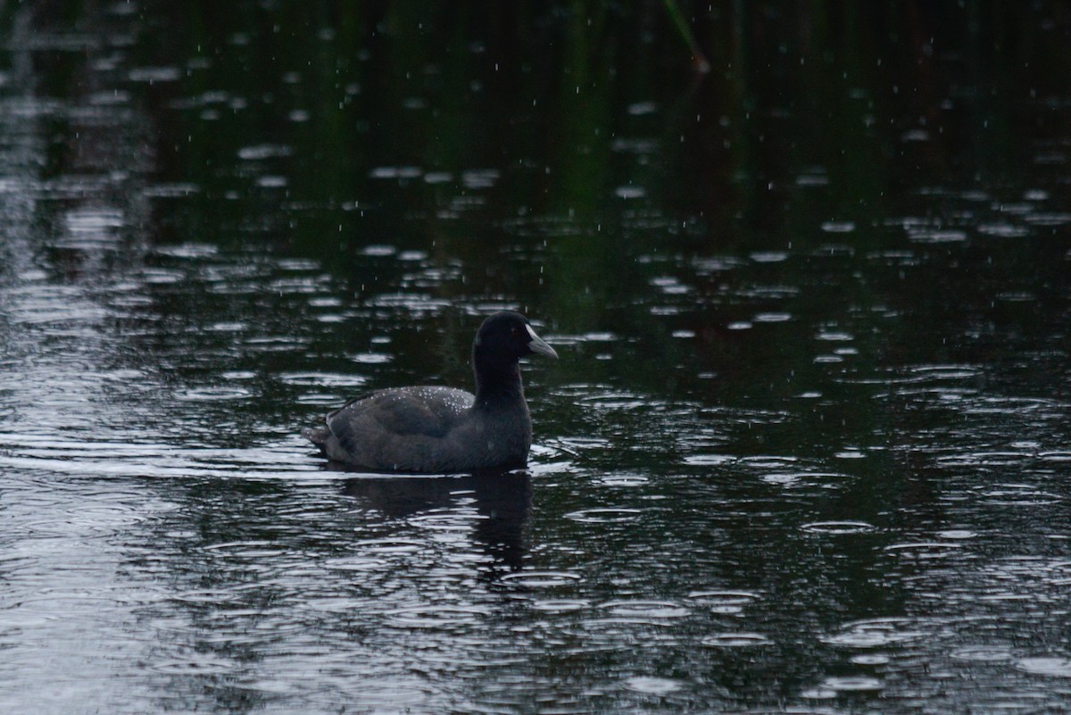 Eurasian Coot - ML436460751