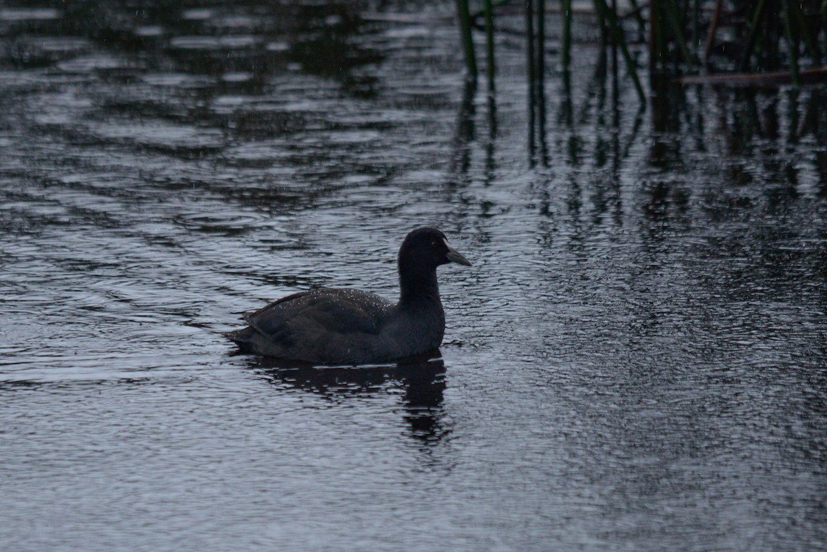 Eurasian Coot - ML436460761