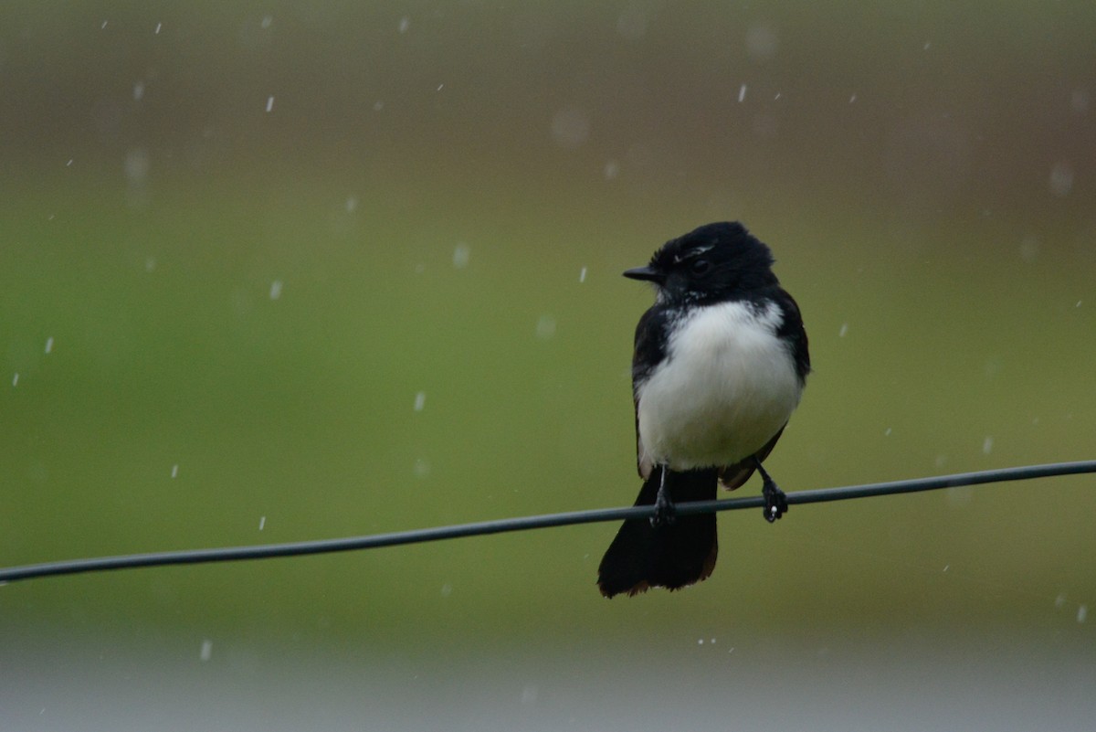 Willie-wagtail - ML436461211