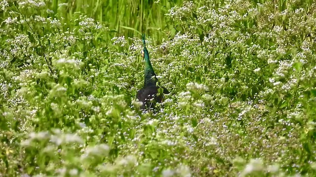 Green Peafowl - ML436462061