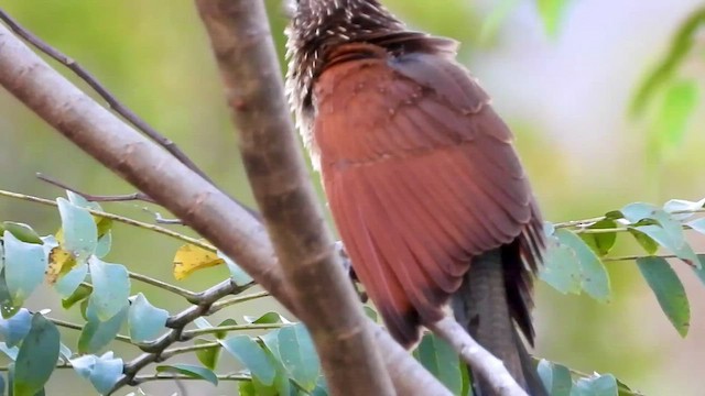 Lesser Coucal - ML436462081