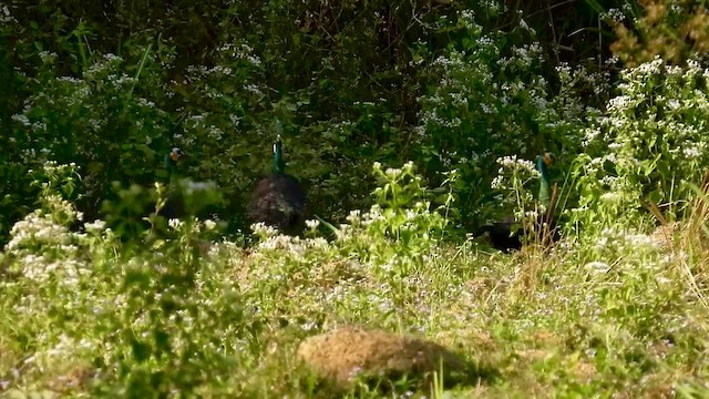 Green Peafowl - ML436462091