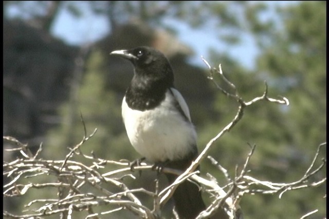Black-billed Magpie - ML436464