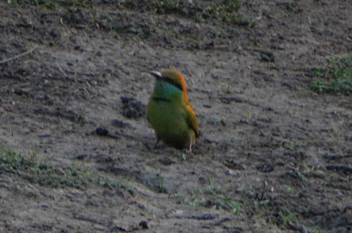 Asian Green Bee-eater - ML436464491