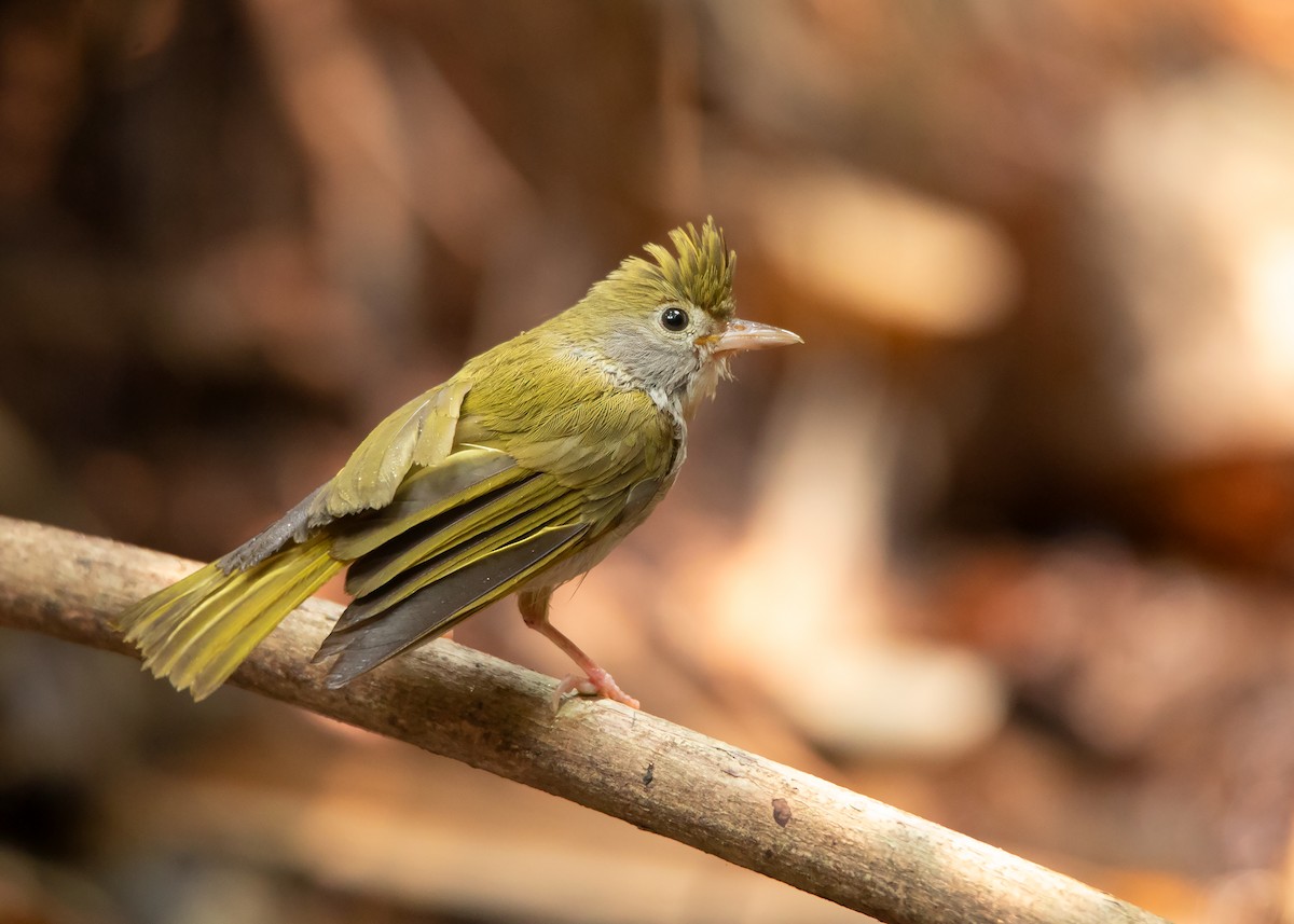 White-bellied Erpornis - ML436464751