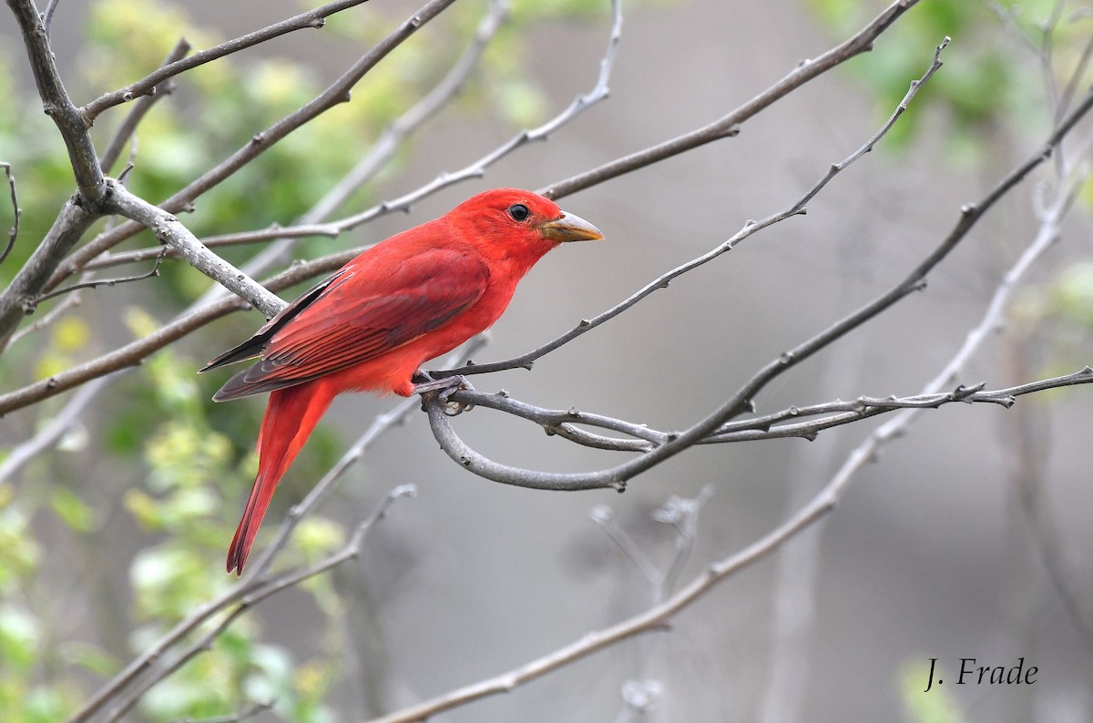 Summer Tanager - ML436464781