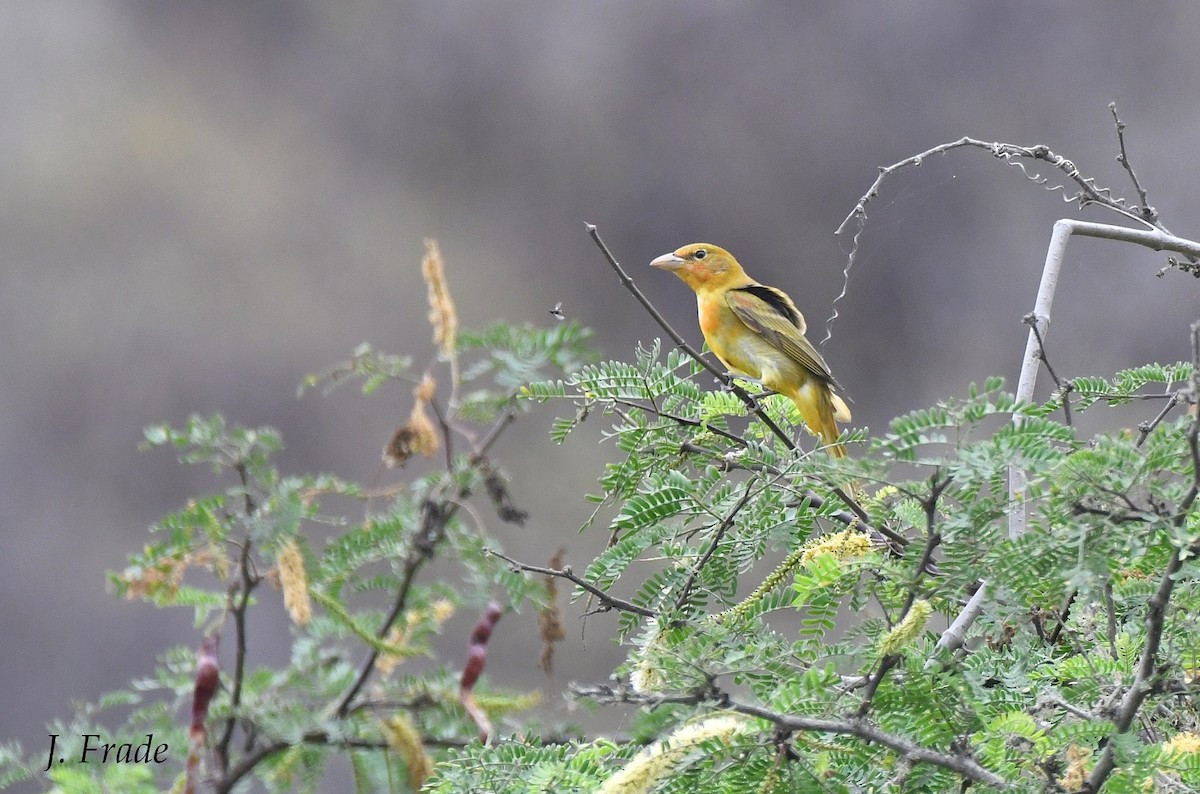Summer Tanager - ML436464801