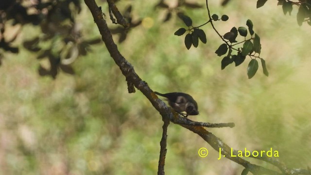 Mésange huppée - ML436464811