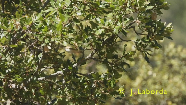 Western Bonelli's Warbler - ML436464971