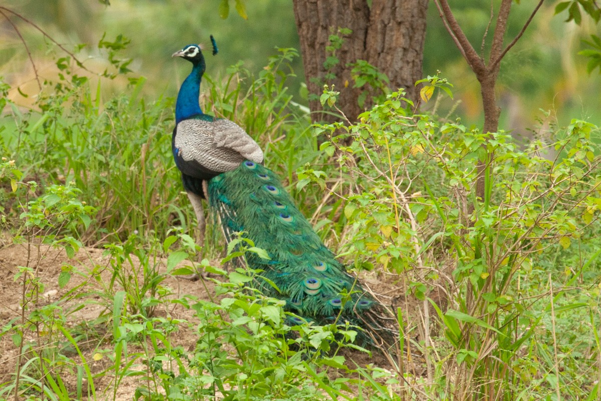 Indian Peafowl - ML436465861