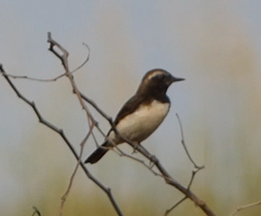 Cyprus Wheatear - ML436467511