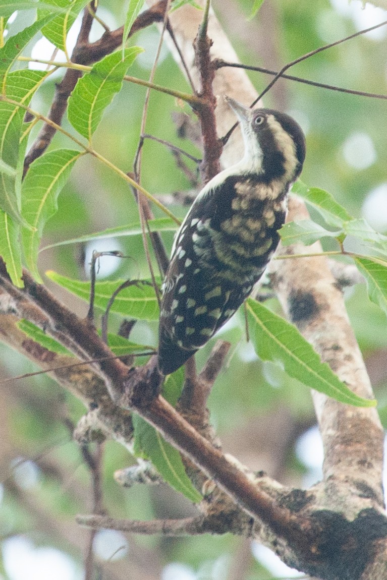 Brown-capped Pygmy Woodpecker - ML436467891