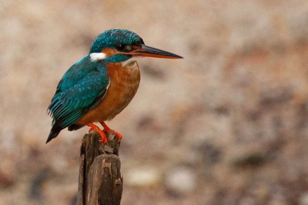 Martin-pêcheur d'Europe - ML436468171