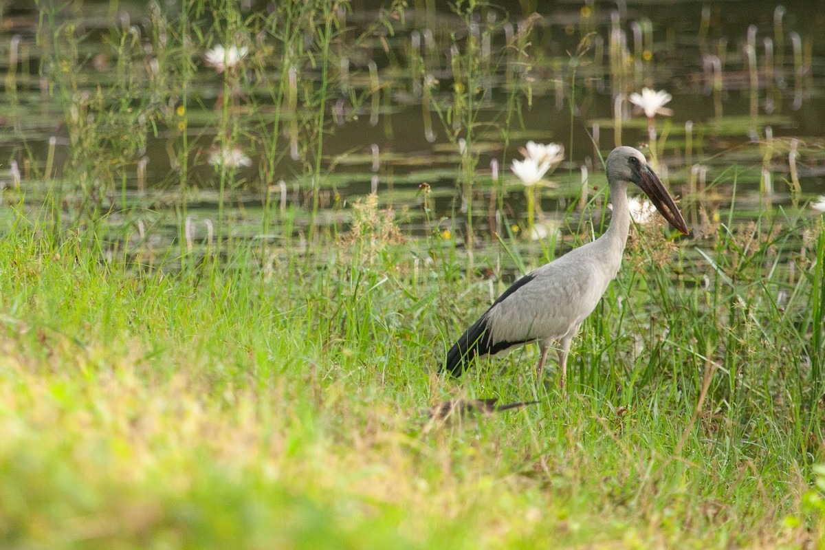 Asian Openbill - ML436468451