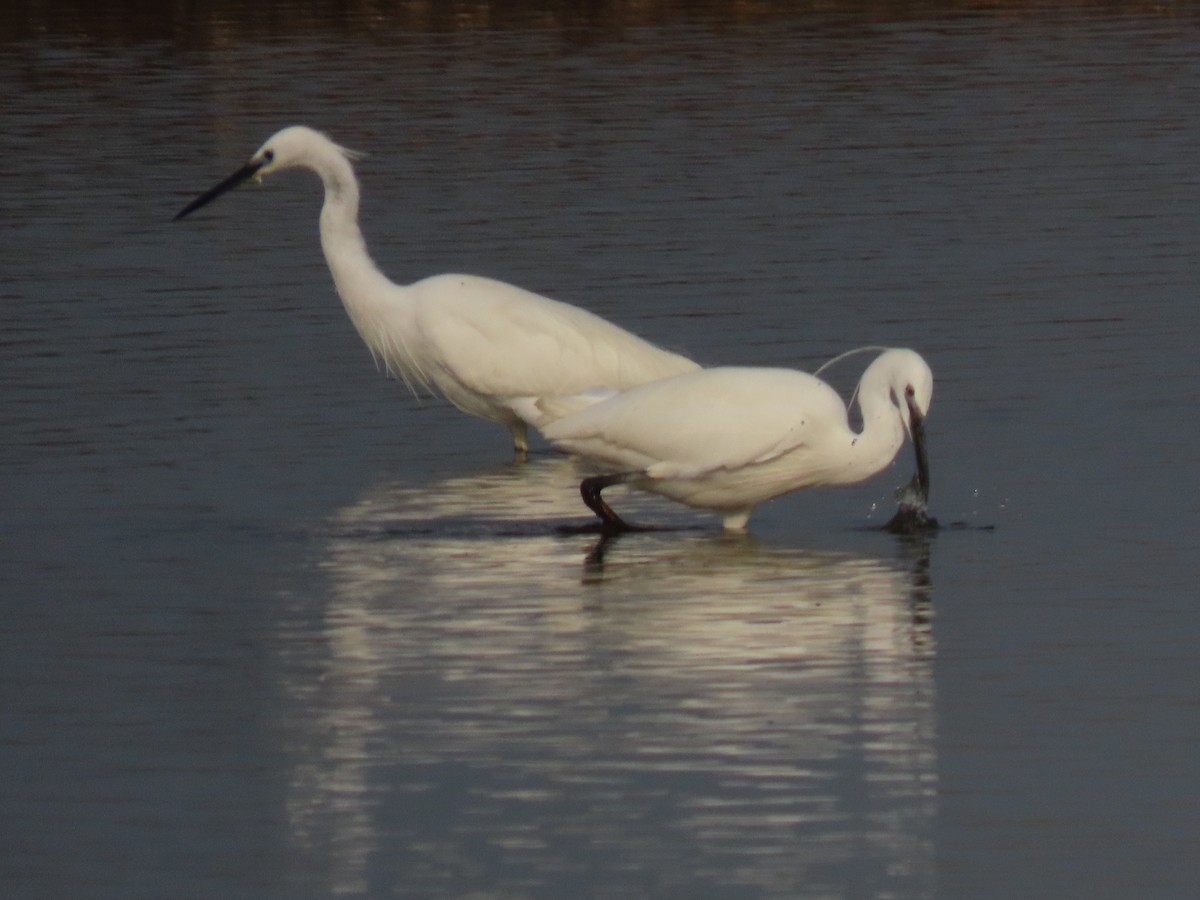 Little Egret - ML436468541