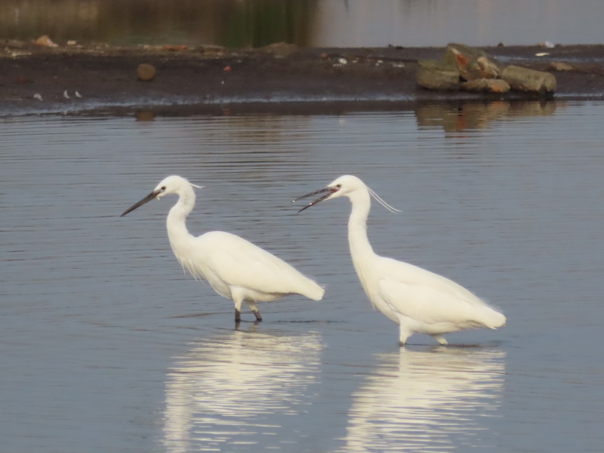 Little Egret - ML436468571