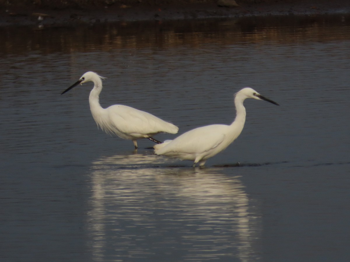 Little Egret - ML436468581