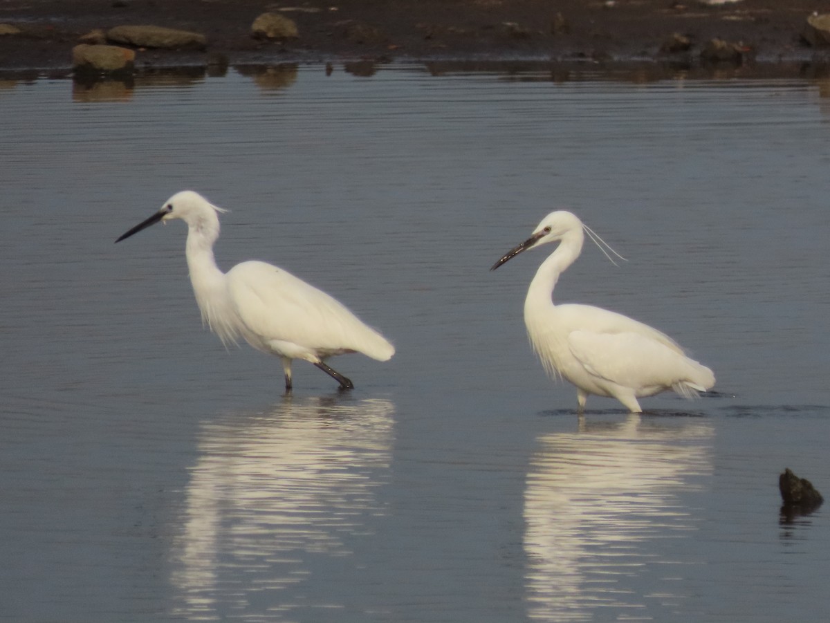 Little Egret - ML436468591