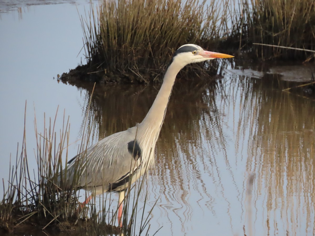 Gray Heron - ML436469301