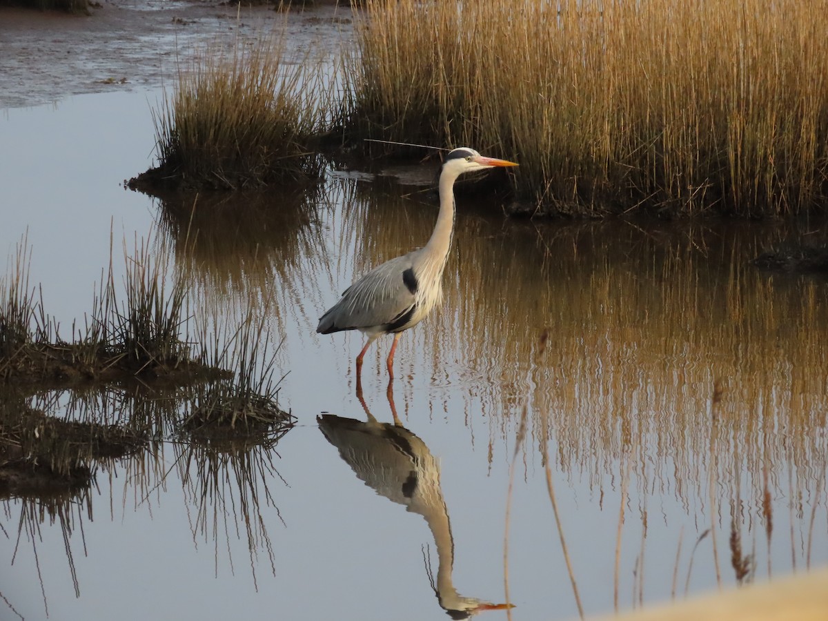 Gray Heron - ML436469311