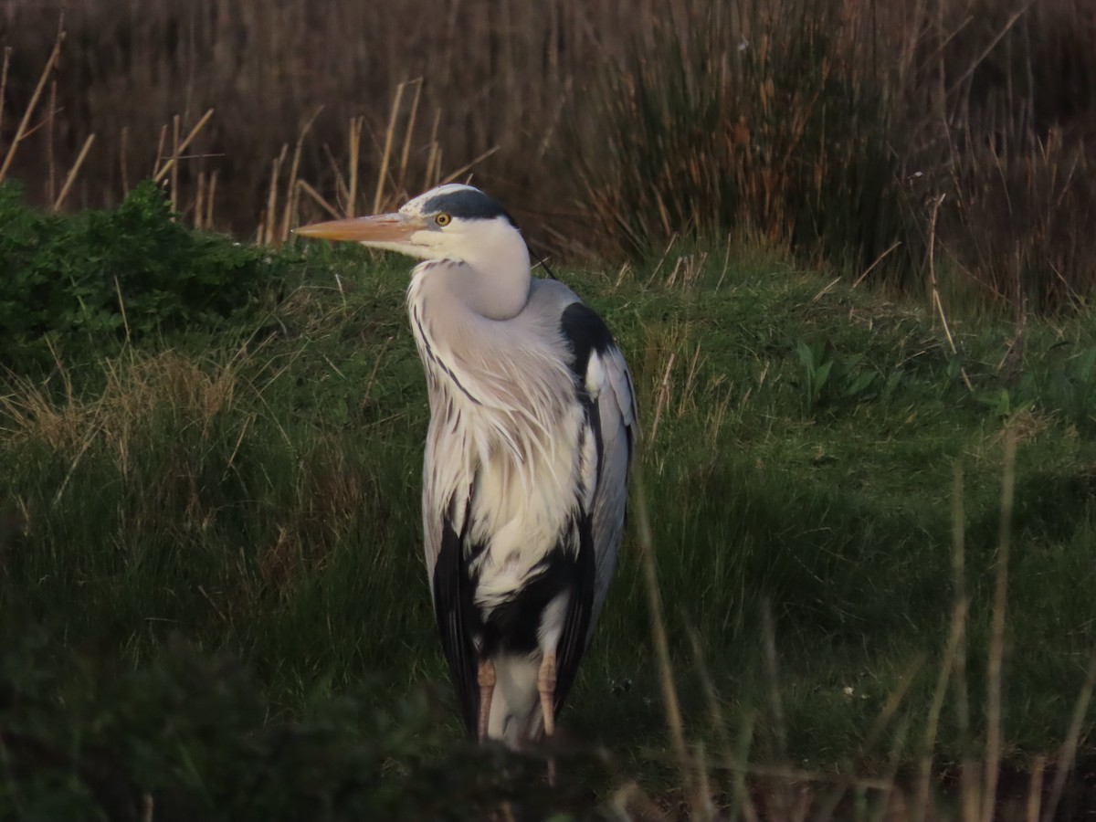 Gray Heron - ML436469321