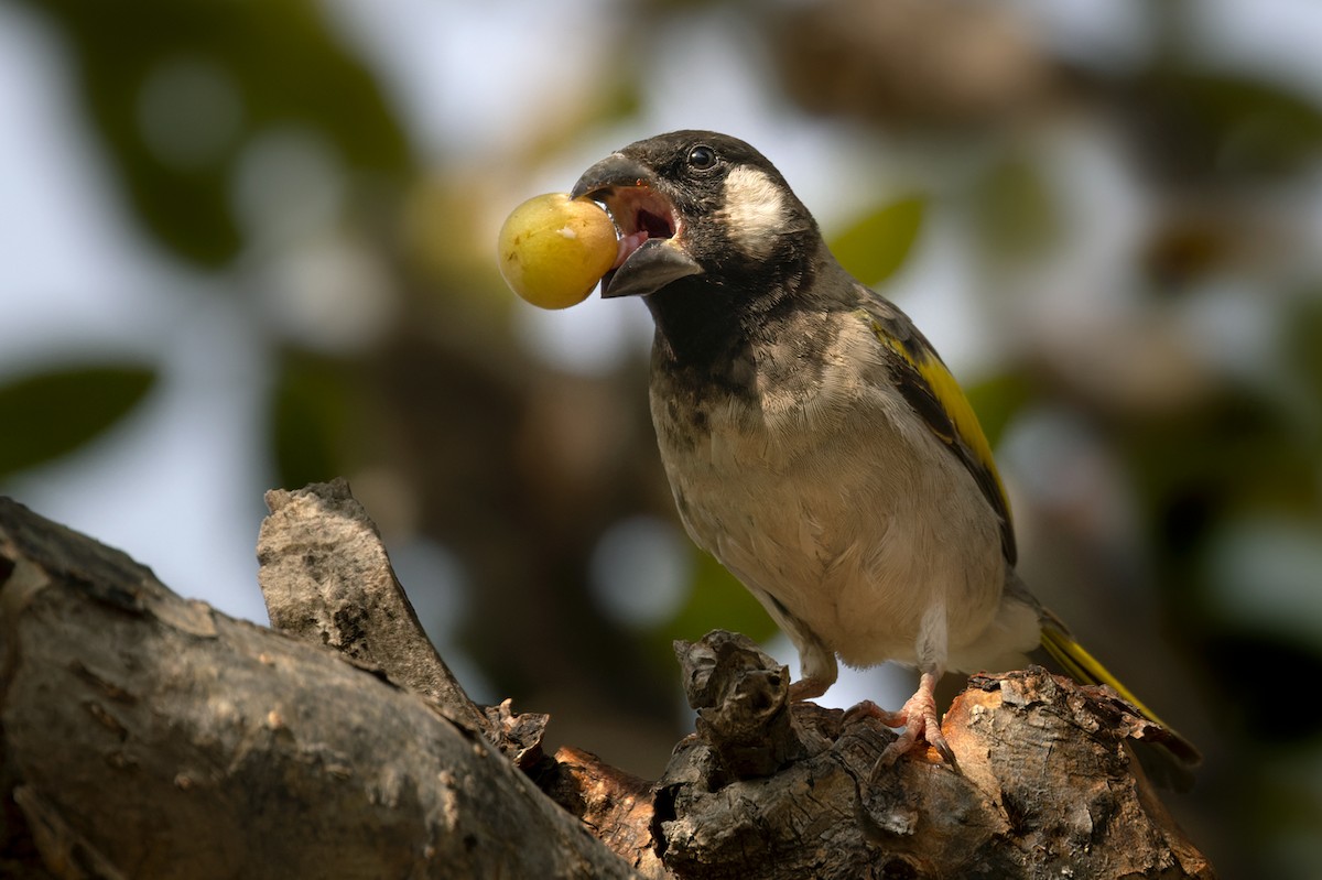 Socotra Grosbeak - Lars Petersson | My World of Bird Photography